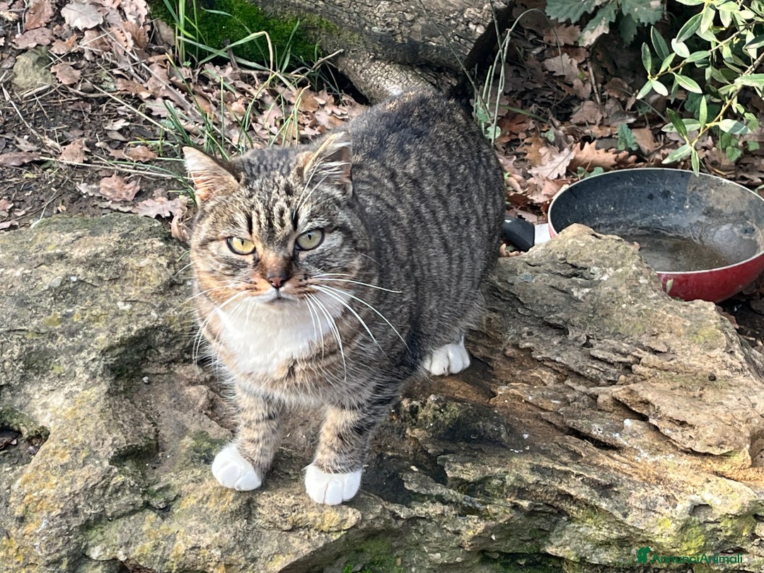 Europeo gatti in regalo: Gattine in pericolo  - Annuncio 1