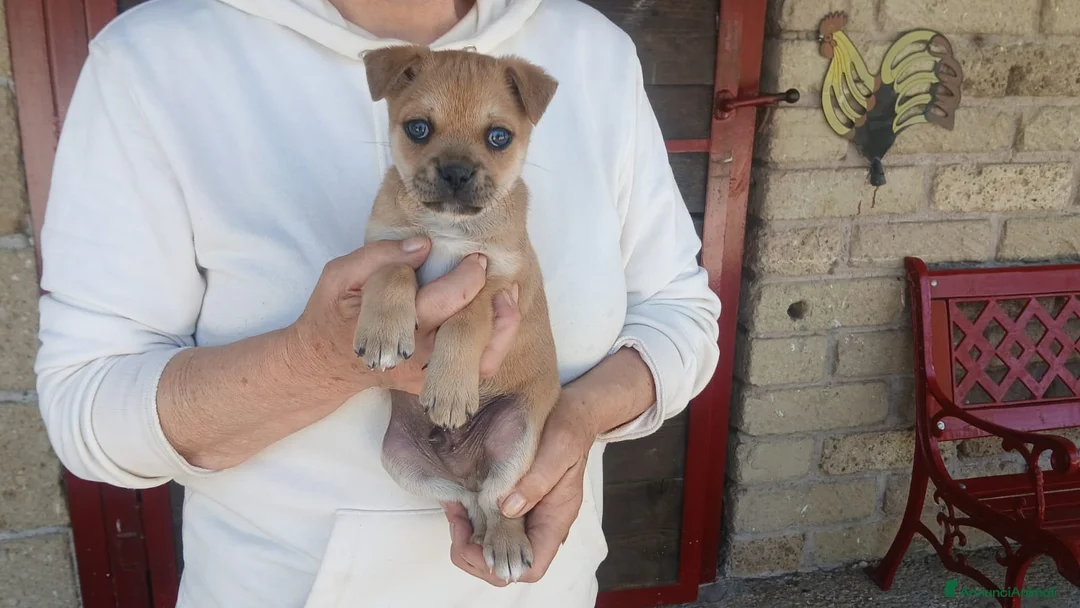 Meticcio cani in regalo: IL PICCOLO ZENO STA CERCANDO LA SUA MAMMA - Annuncio 4