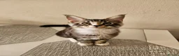 Maine Coon gatti in vendita: Nuova cucciolata !! 2 Maschi 1 femmina - Annuncio 5