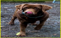 Labrador cani in regalo: KUBRA Adoz.del cuore x questa labrad.cieca! - Immagine 2