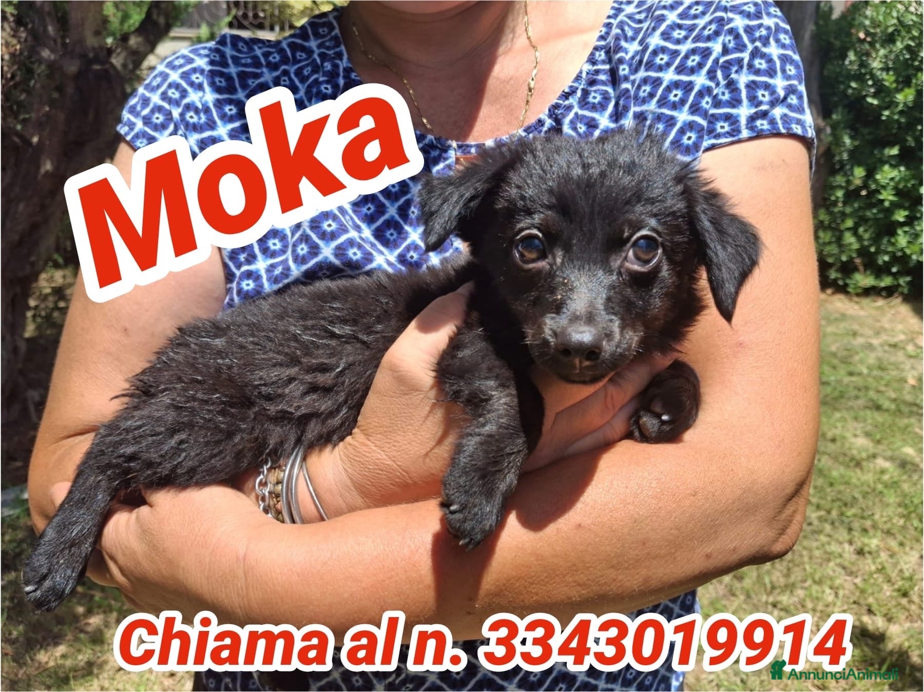 Meticcio cani MOKA 🩷 la dolcezza ha trovato il suo nome 😍 - Annuncio 7
