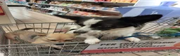 Meticcio cani in regalo: Cuccioli soli ed esclusi a Città Metropolitana di Genova - Annuncio 2