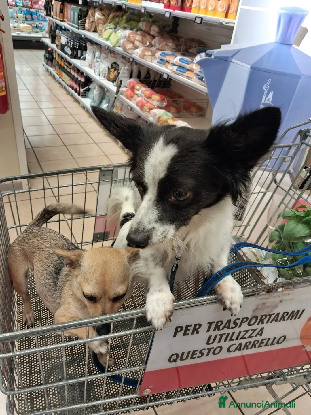 Meticcio cani in regalo: Cuccioli soli ed esclusi a Città Metropolitana di Genova - Annuncio 2