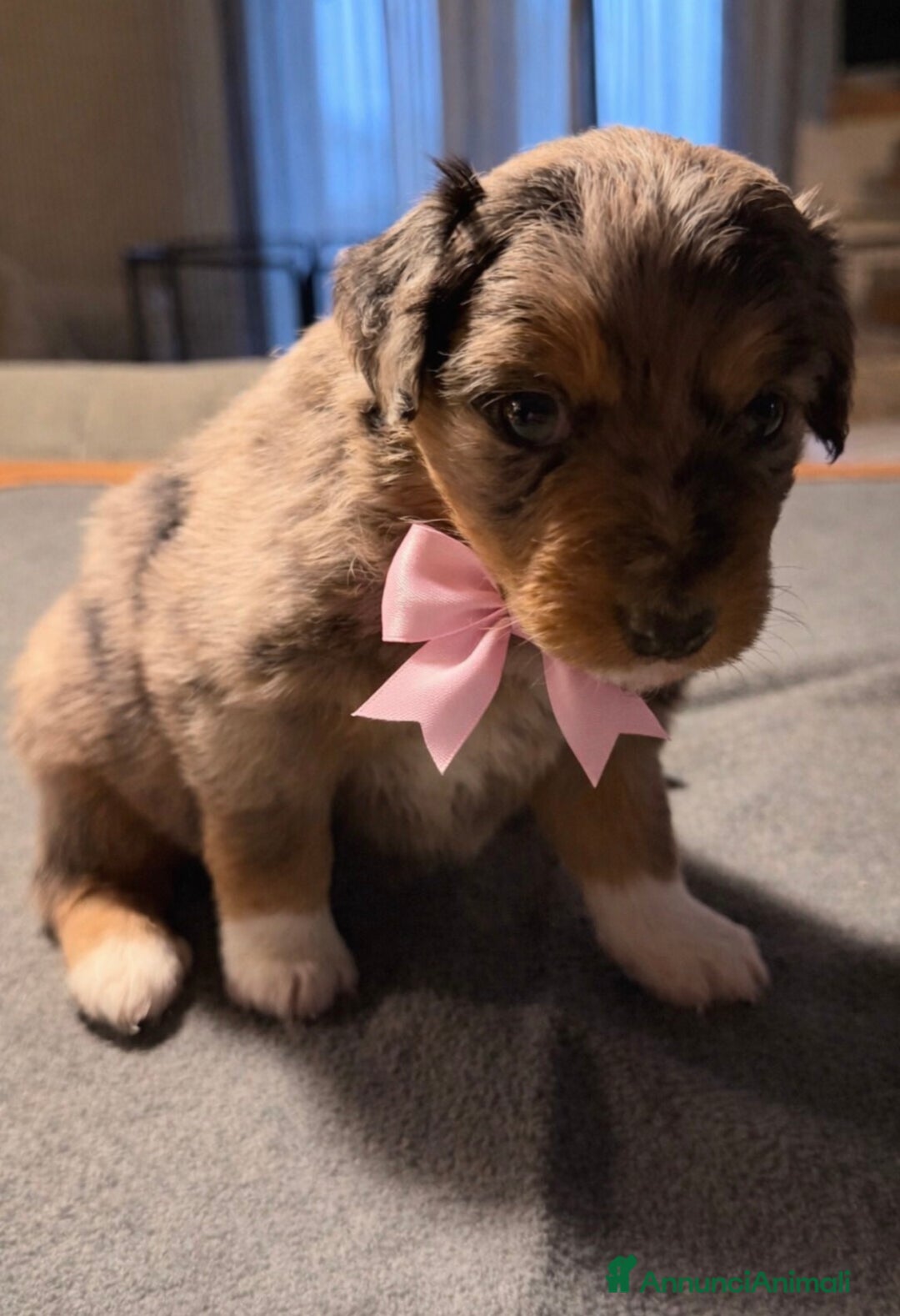 Australian Shepherd cani in vendita: Cuccioli pastore australiano  - Annuncio 3