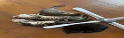Europeo gatti in regalo: GATTINI - Annuncio 5