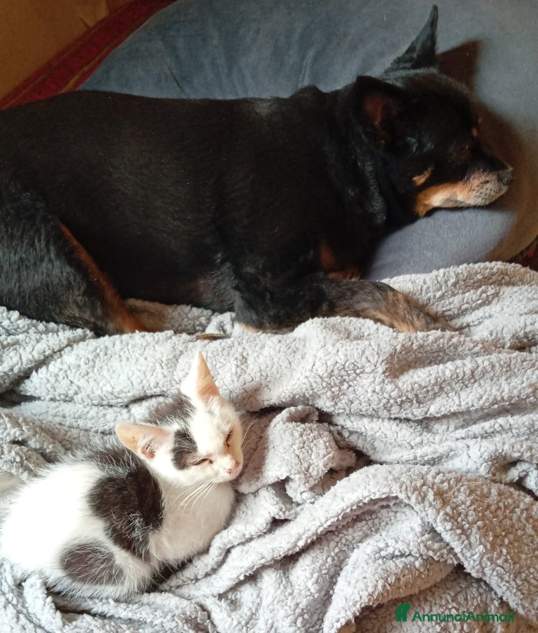 Meticcio gatti in regalo: IL PICCOLO BIANCO - Annuncio 3