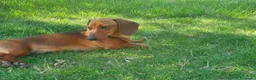 Bassotto cani in vendita: Bassotto nano - Annuncio 5