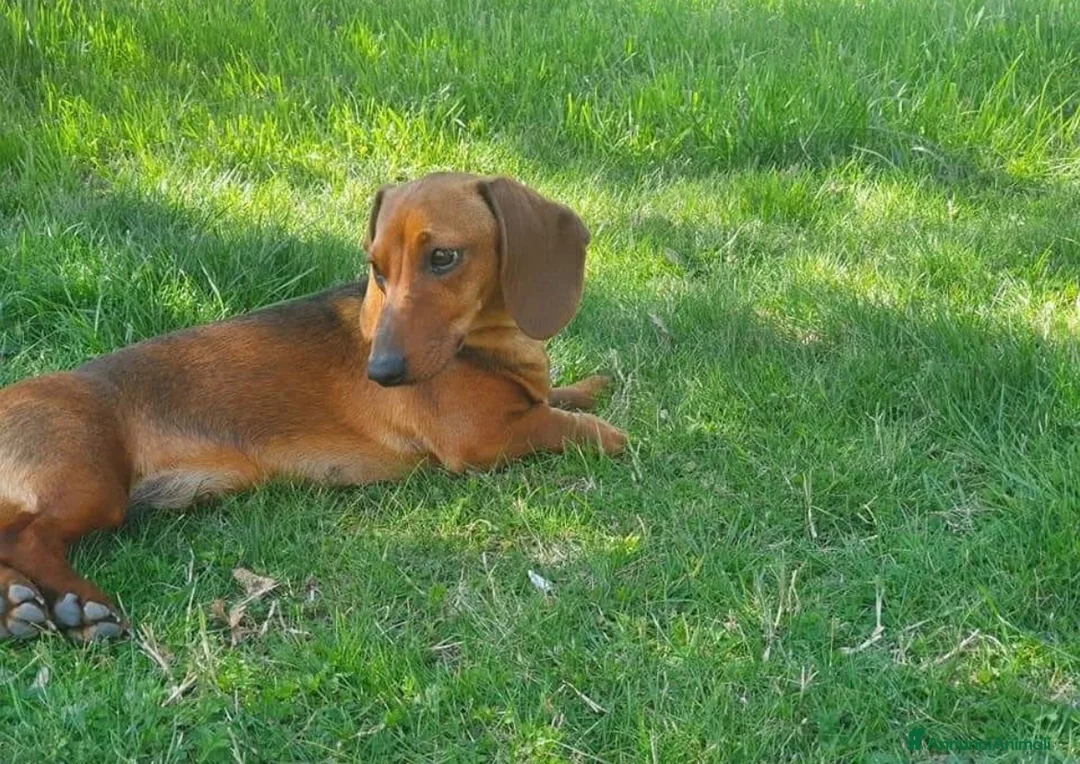 Bassotto cani in vendita: Bassotto nano - Annuncio 5
