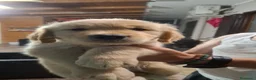 Golden Retriever cani in vendita: Cuccioli di golden retriver  a Città Metropolitana di Napoli - Annuncio 4