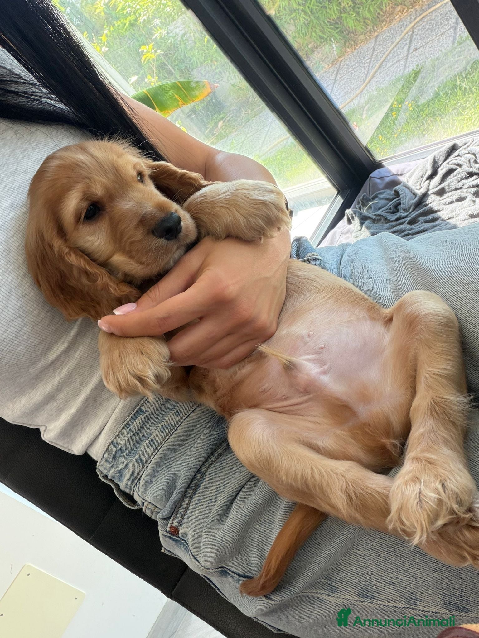 Cocker cani Cocker Spaniel  - Annuncio 1