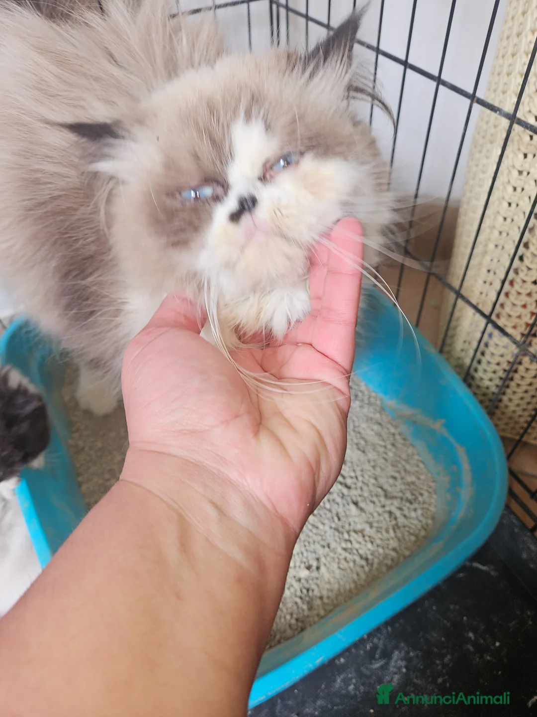 Persiano gatti in vendita: Gatto persiano  - Annuncio 17