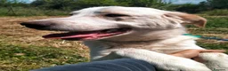 Meticcio cani in regalo: YAGO CUCCIOLO MIX LABRADOR  a Provincia di Varese - Annuncio 2