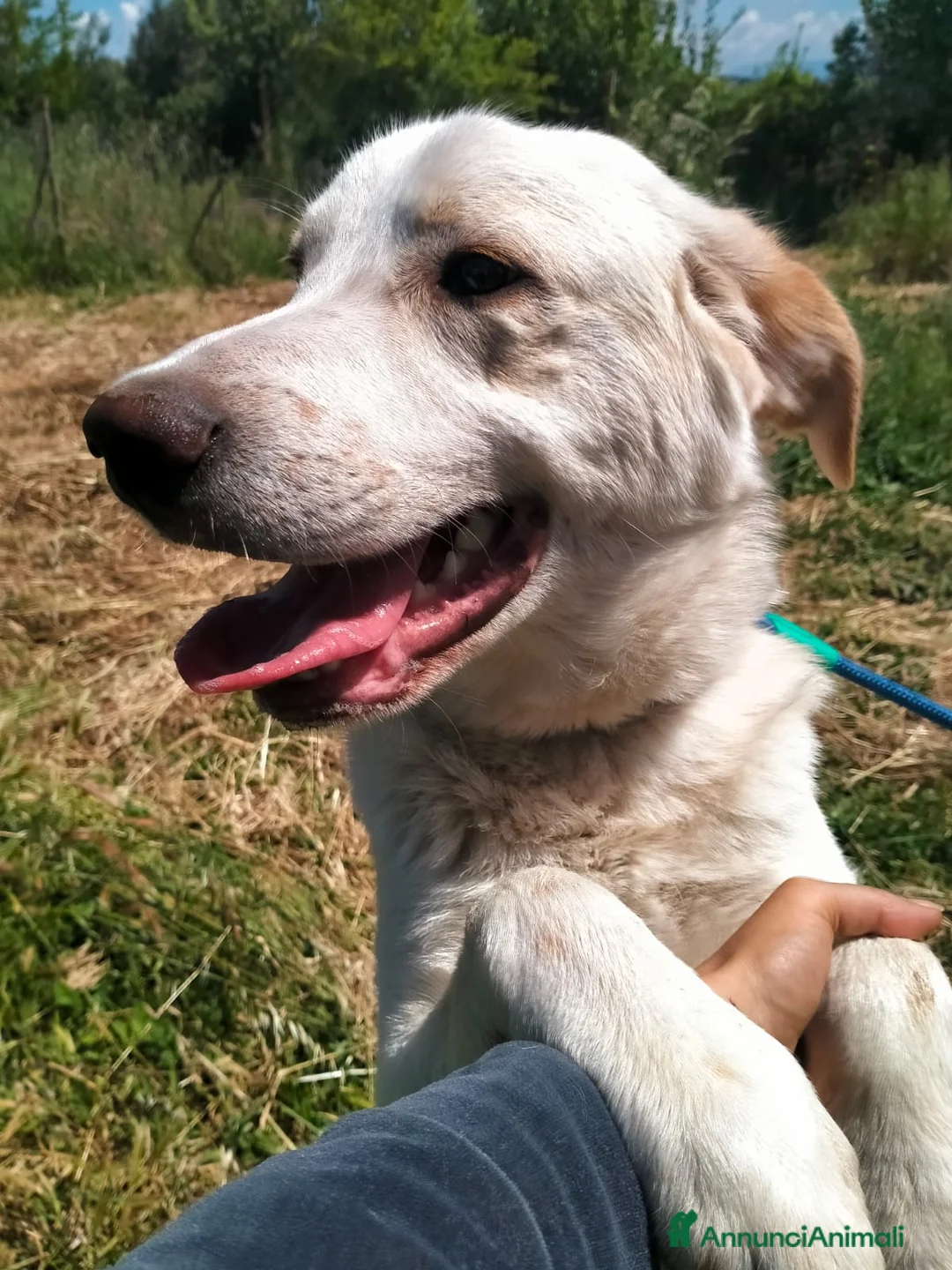 Meticcio cani in regalo: YAGO CUCCIOLO MIX LABRADOR  a Provincia di Varese - Annuncio 2