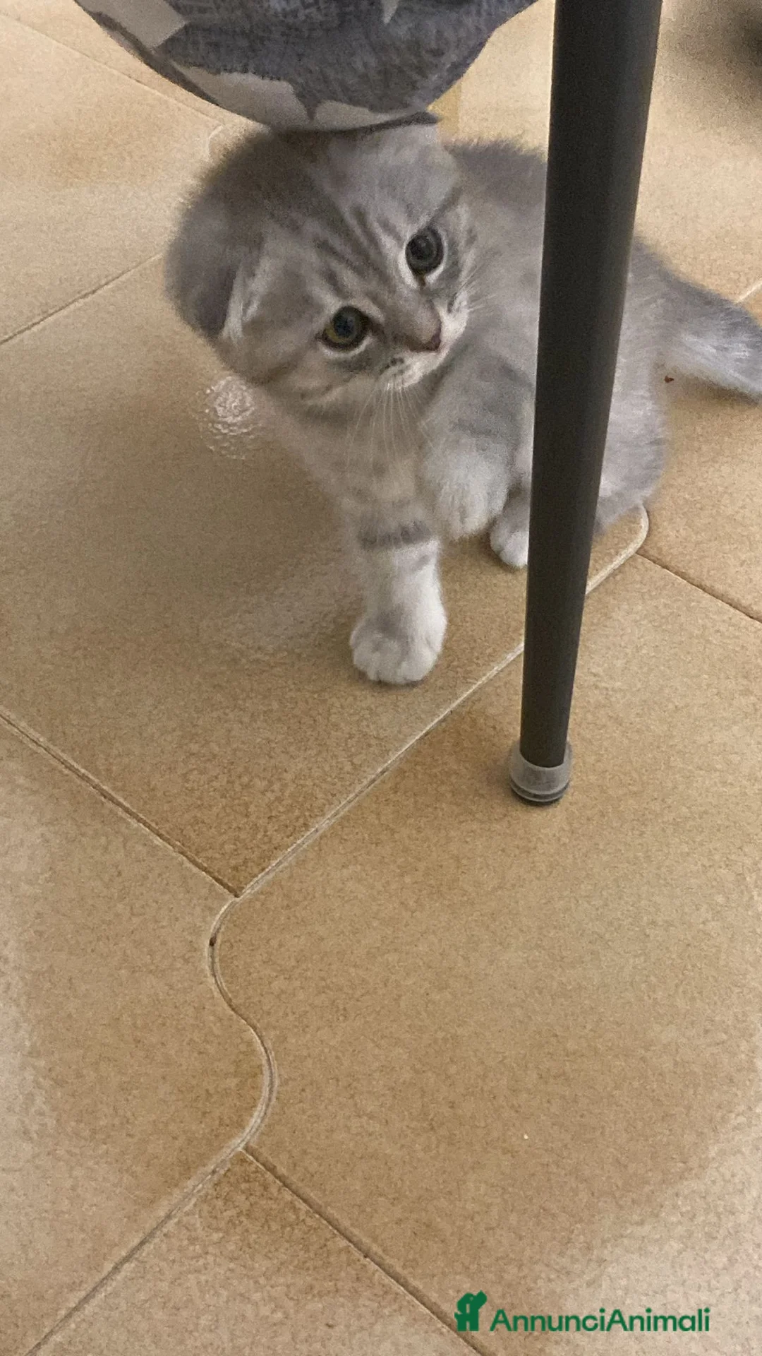 Scottish gatti in vendita: Cuccioli scottish straight e Fold - Annuncio 2