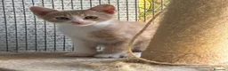 Meticcio gatti in regalo: Piccolo Whisky e la sua bellissima mamma Elisa  - Annuncio 4