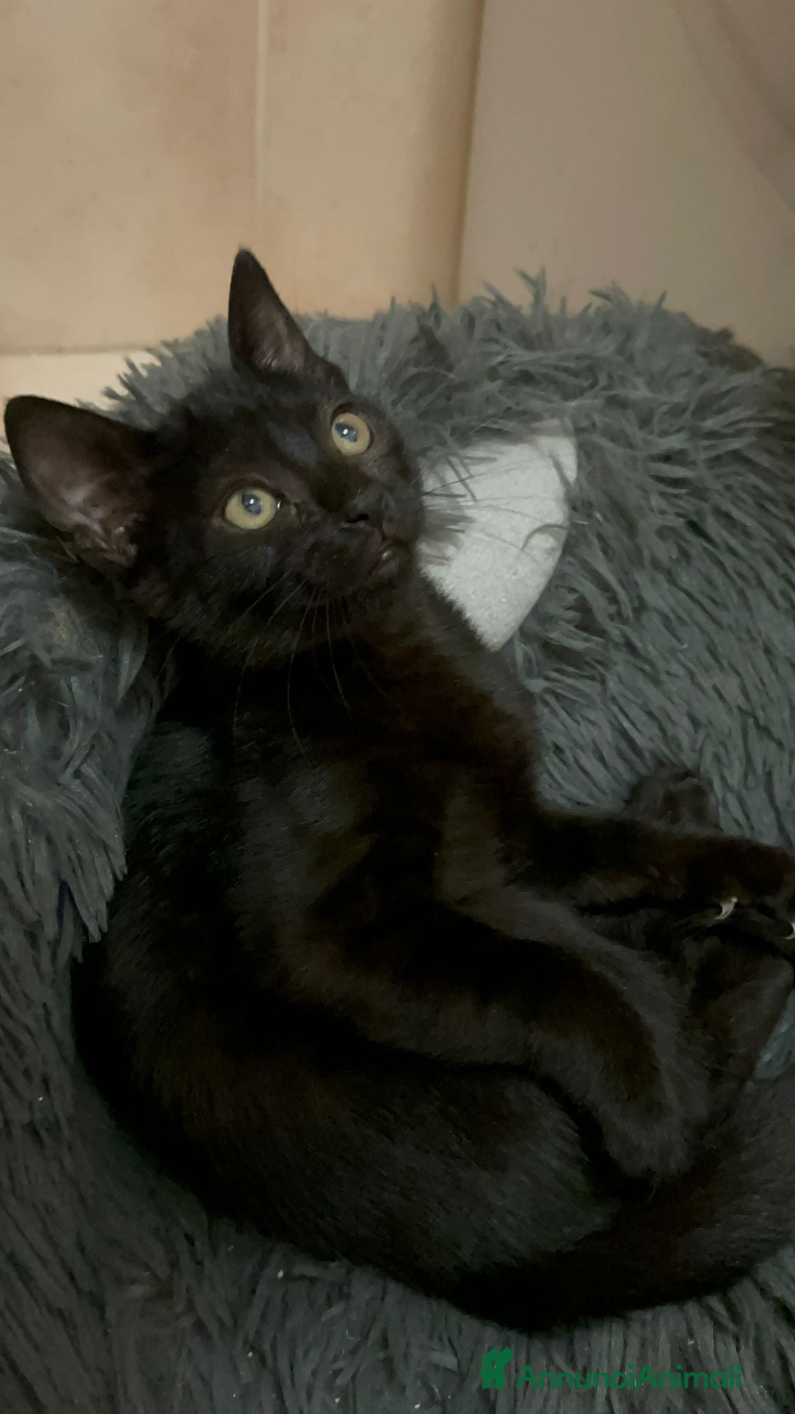 Europeo gatti 🩷🤎Nutella, due mesi di cioccolatezza - Annuncio 4