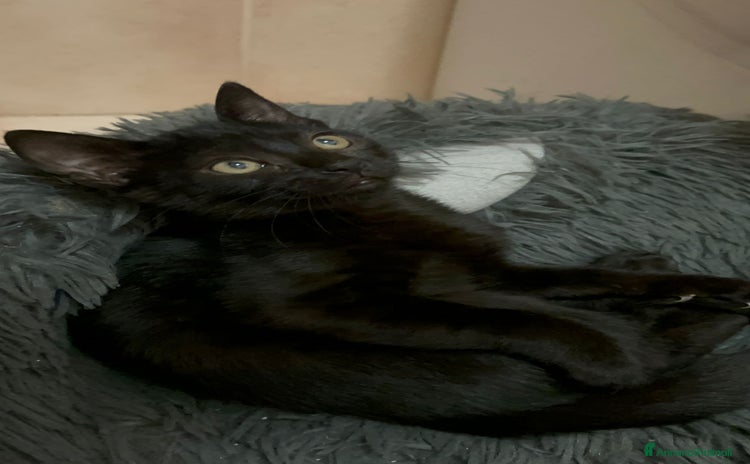 Europeo gatti - Annuncio 9