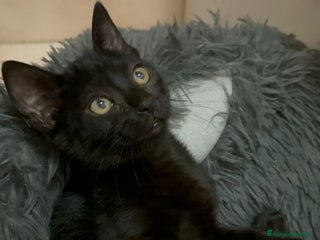 Europeo gatti 🩷🤎Nutella, due mesi di cioccolatezza - Annuncio 42