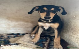 Meticcio cani in regalo: Roy il cucciolo tanto bello che sembra dipinto  - Immagine 1