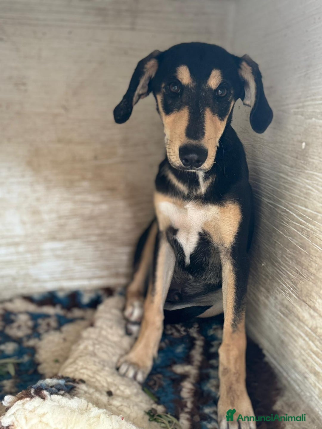 Meticcio cani in regalo: Roy il cucciolo tanto bello che sembra dipinto  - Immagine 1