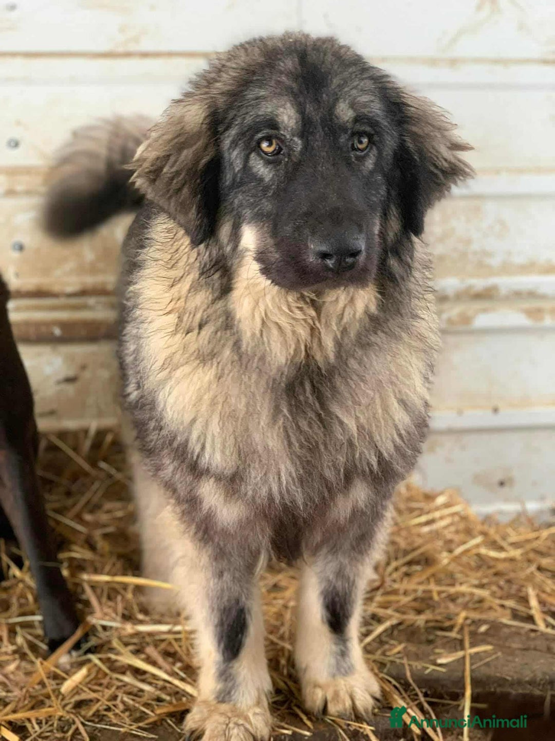 Pastore di Ciarplanina cani in regalo: OLIMPIA, ATHENA e ULISSE: magnifici CIARPLANINA! - Annuncio 4