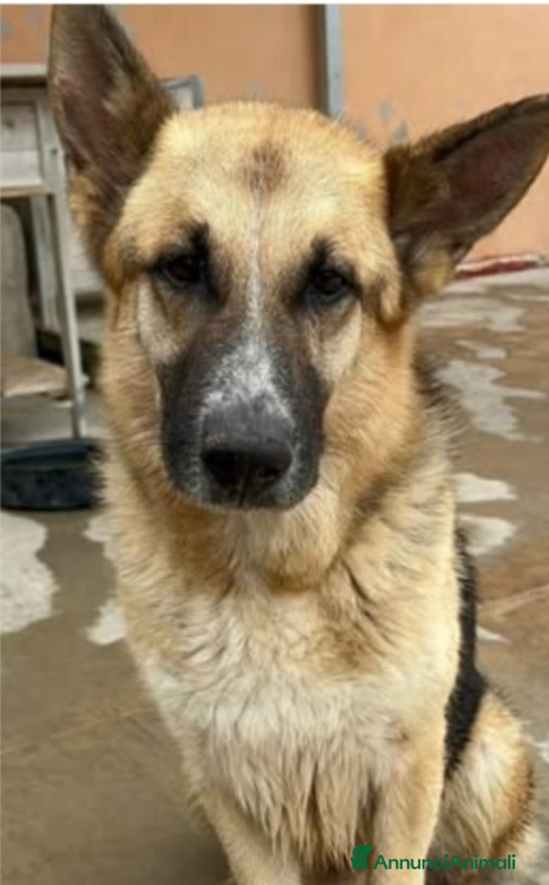 Pastore Tedesco cani in regalo: Pastore Tedesco adulto trovato magrissimo..SICILIA a Città metropolitana di Milano - Annuncio 3