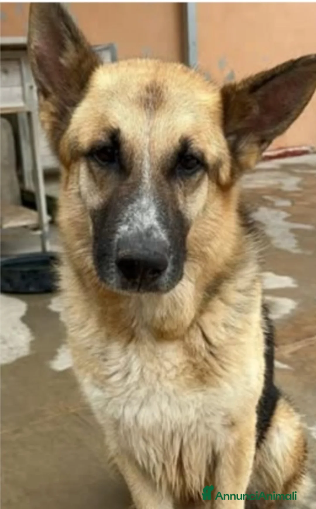 Pastore Tedesco cani in regalo: Pastore Tedesco adulto trovato magrissimo..SICILIA a Città metropolitana di Milano - Annuncio 3