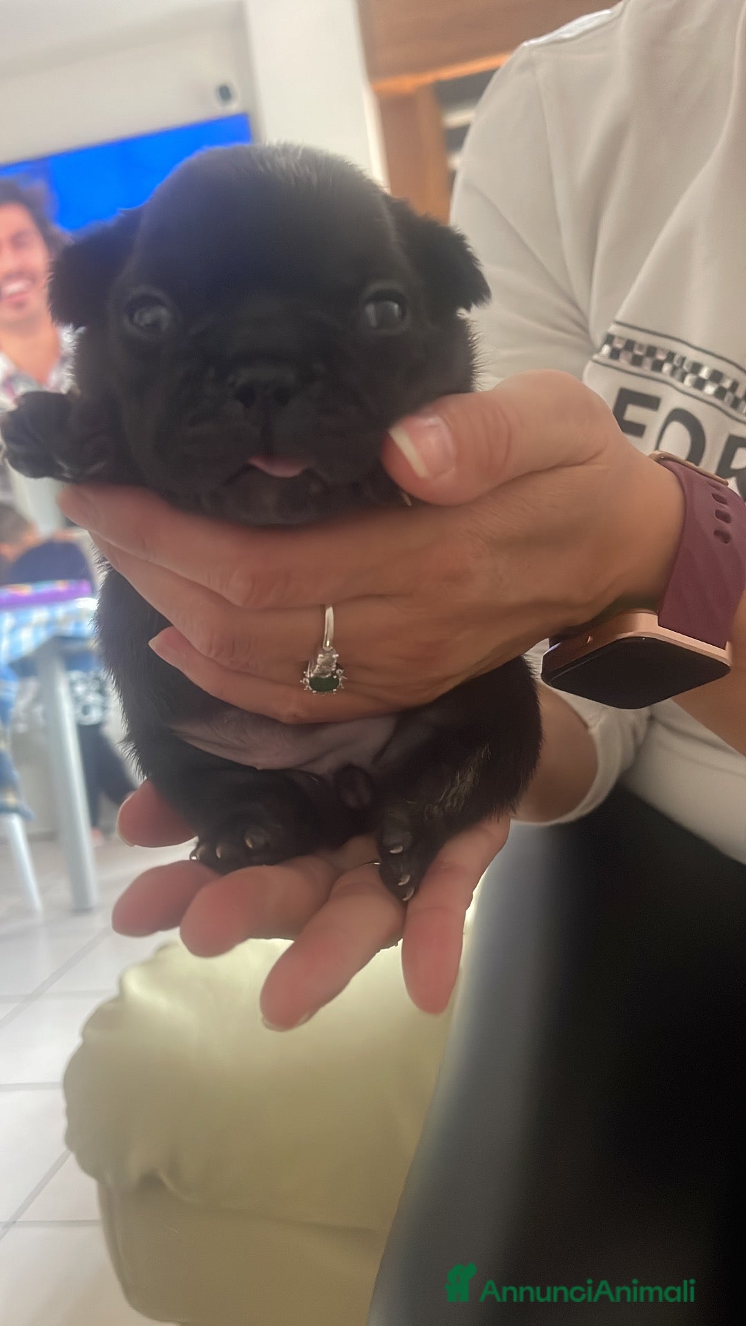 Bulldog Francese cani Femminuccia di bulldog francese - Annuncio 6