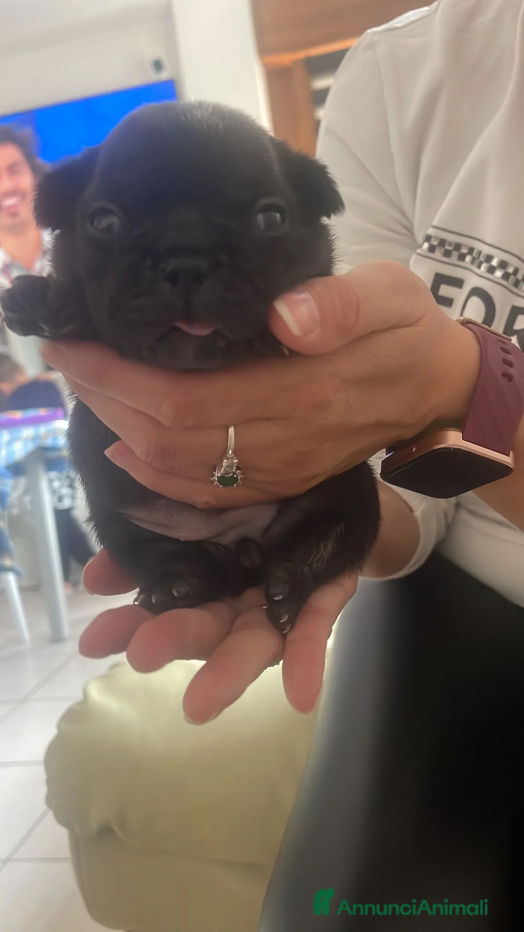 Bulldog Francese cani in vendita: Femminuccia di bulldog francese - Annuncio 1