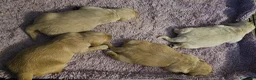 Golden Retriever cani in vendita: Cucciole Golden Retriever  - Annuncio 11