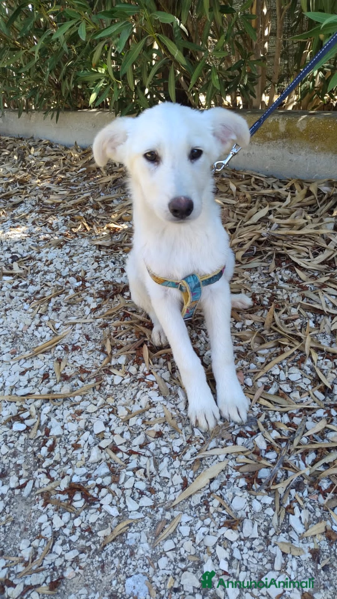 Altre razze cani in regalo: LUCE E DOLLY - Annuncio 3