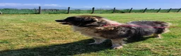 Pastore del Caucaso cani in regalo: Maestosa Alda - Annuncio 3