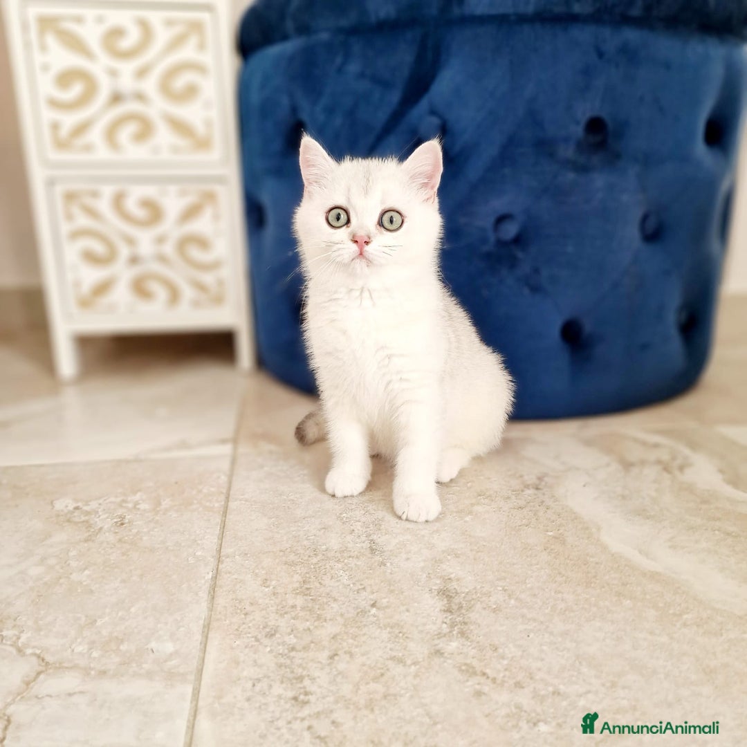 Scottish gatti in vendita: Scottish  - Annuncio 4