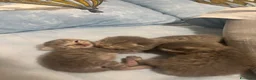 Scottish gatti in vendita: scottish maschietti a Provincia di Catanzaro - Annuncio 4