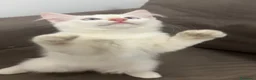 Ragdoll gatti in vendita: Ragdoll bianco crema  - Annuncio 2