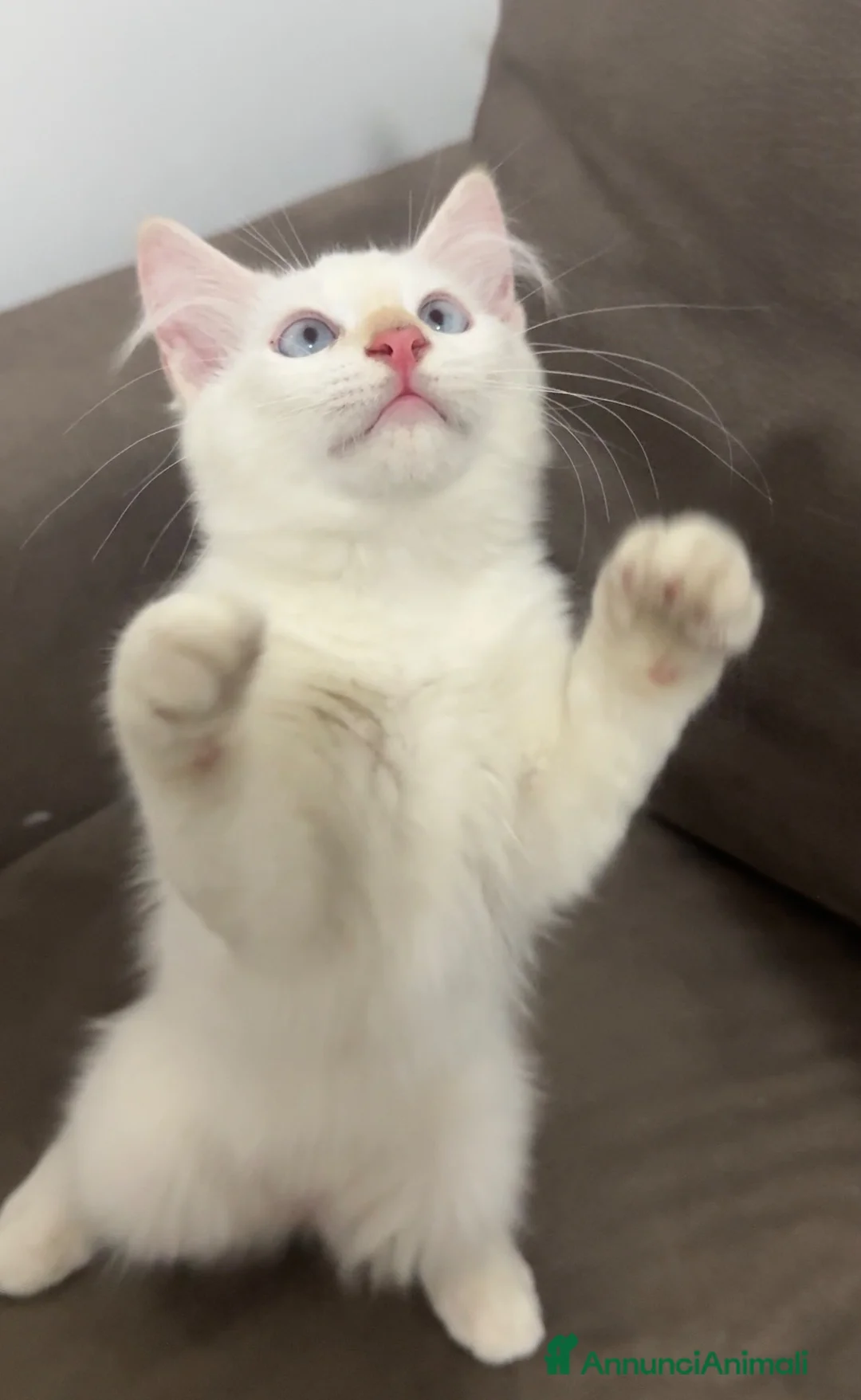 Ragdoll gatti in vendita: Ragdoll bianco crema  - Annuncio 2