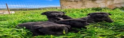 Cane Corso cani in vendita: Cuccioli di cane corso - Annuncio 4