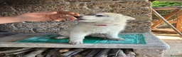 Husky cani in vendita: cuccioli di husky  - Annuncio 10