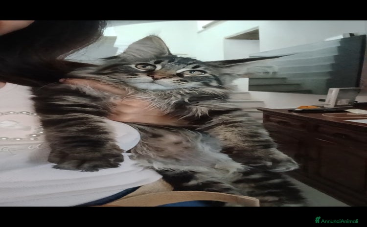 Maine Coon gatti a Provincia di Lucca - Annuncio 15