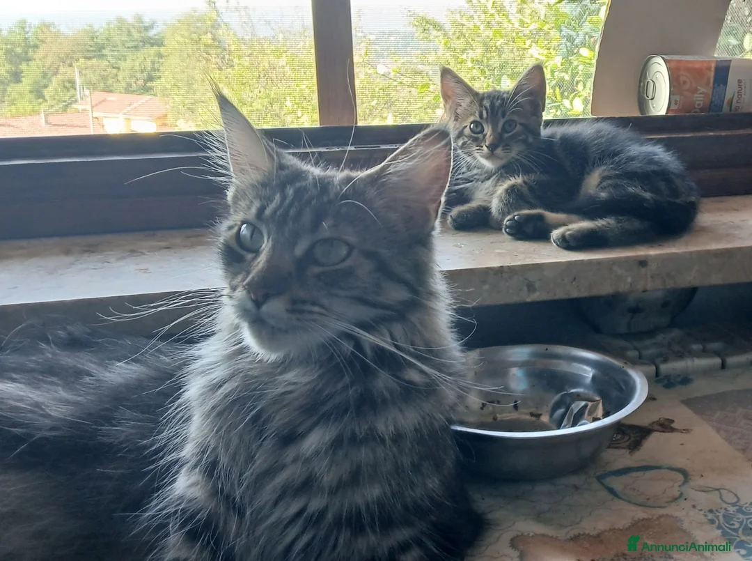 Maine Coon gatti in vendita: Cuccioli di maine coon - Annuncio 1