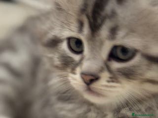 Siberiano gatti Gatti siberiani con pedigree - Annuncio 1