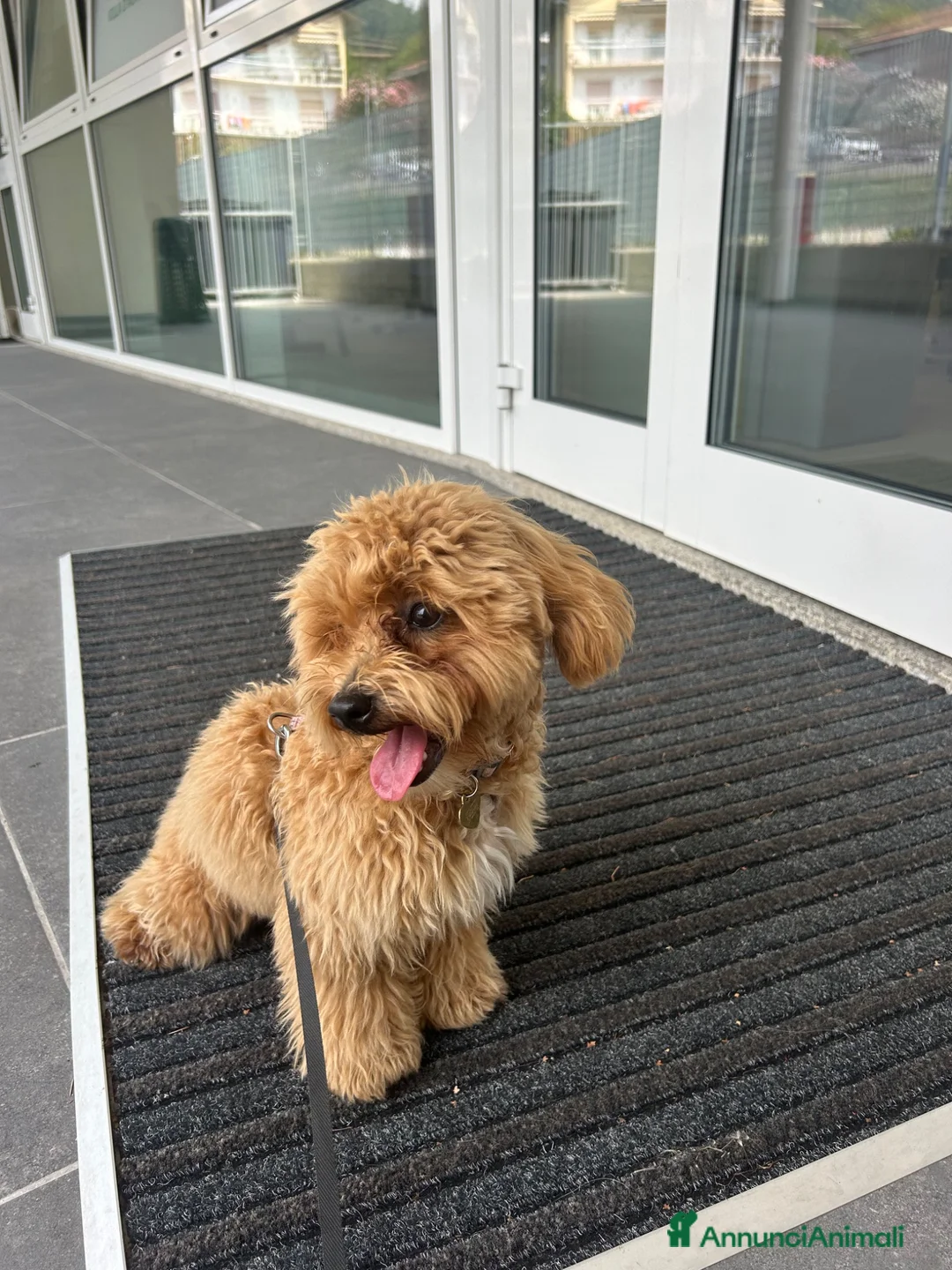 Maltipoo cani in vendita: Cucciole di maltipoo a Provincia di Bergamo - Annuncio 7