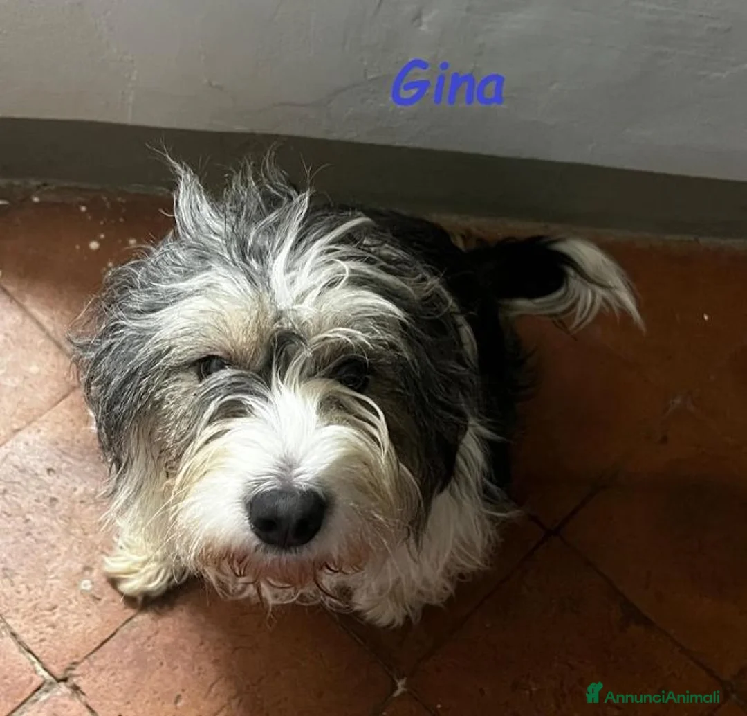 Meticcio cani in regalo: GINA tanto buona e carina  - Annuncio 3