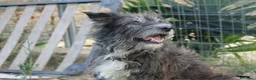 Meticcio cani in regalo: DOLCE CHERY IN REGALO - Annuncio 1