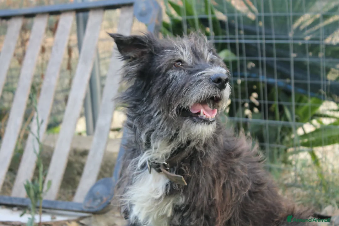 Meticcio cani in regalo: DOLCE CHERY IN REGALO - Annuncio 1