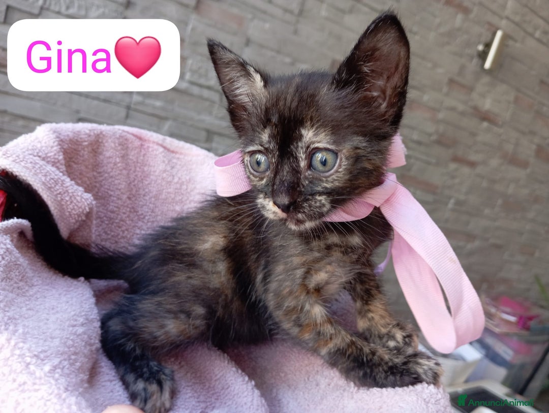 Meticcio gatti in regalo: Gattini dolcissimi cercano casa  a Città metropolitana di Milano - Immagine 1