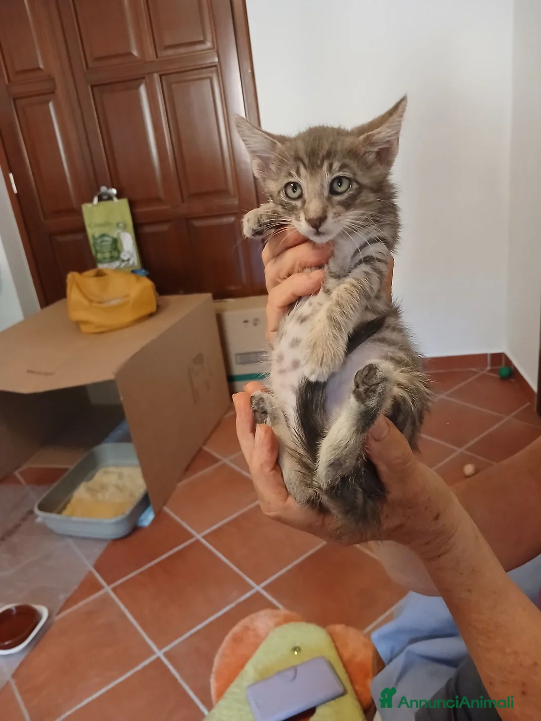 Certosino gatti in regalo: Piccolo tigratino - Annuncio 1