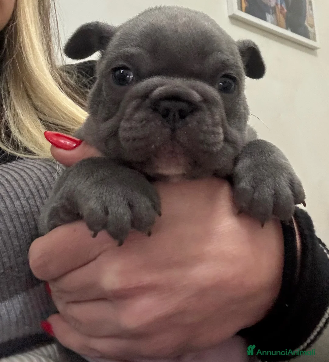 Bulldog Francese cani in vendita: Bulldog francese - Annuncio 3