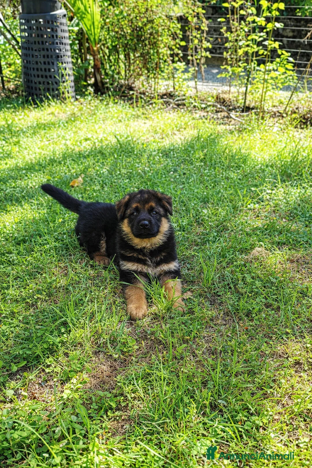 Pastore Tedesco cani in vendita: Cuccioli di Pastore Tedesco  - Annuncio 2