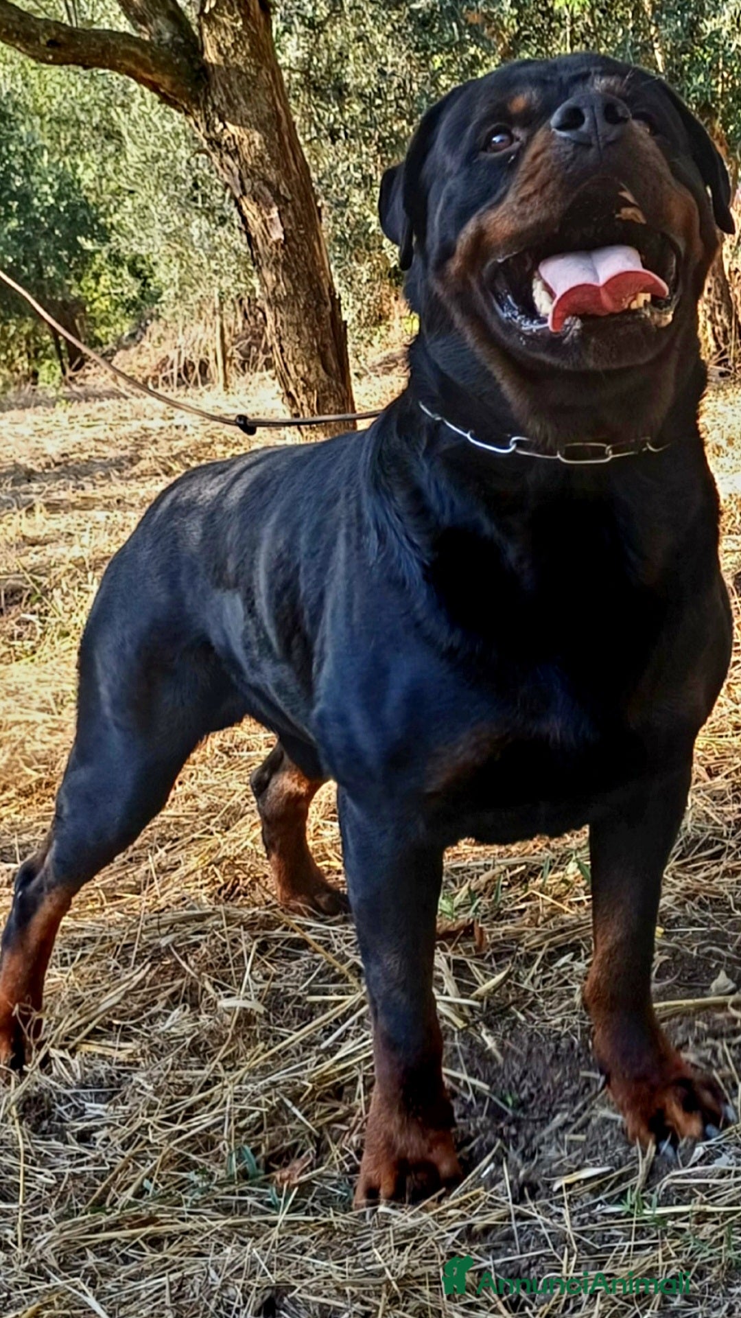 Rottweiler cani in vendita: Disponibili cuccioli Rottweiler  - Annuncio 23